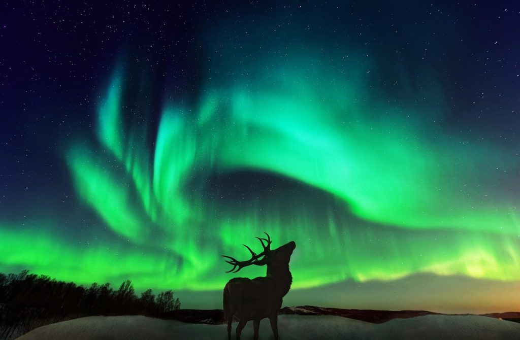 Renne sous des aurores boréales vertes dans le ciel arctique