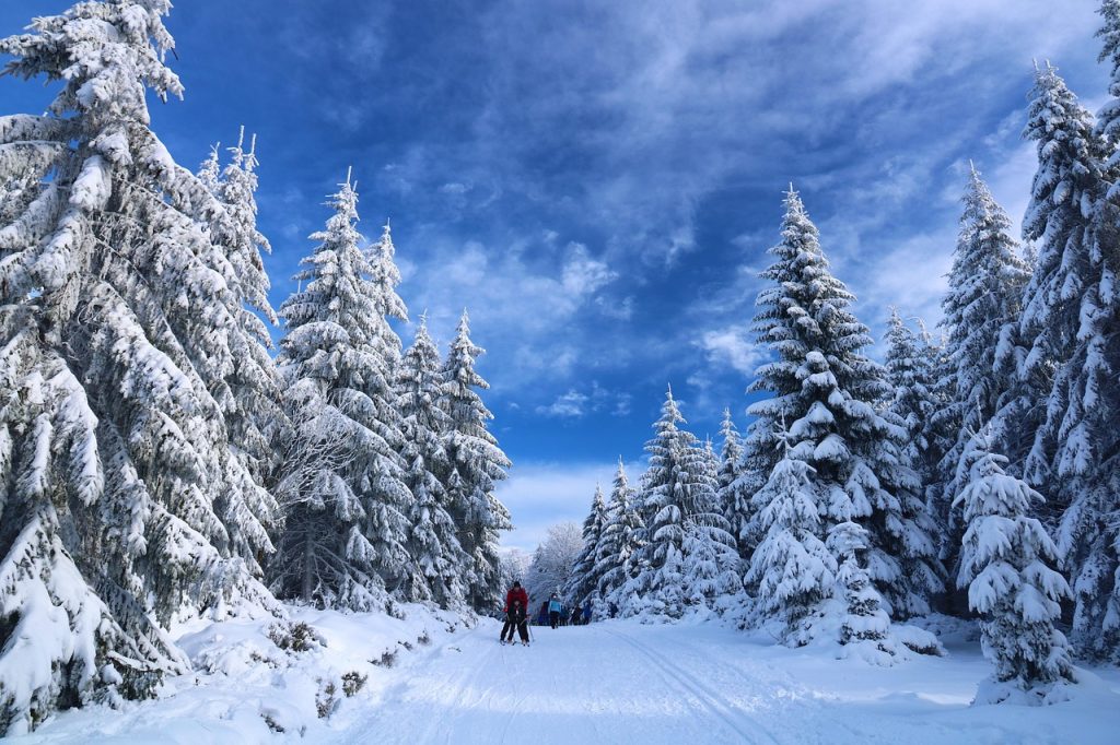 Skieurs traversant une forêt enneigée sous un ciel bleu en Norvège