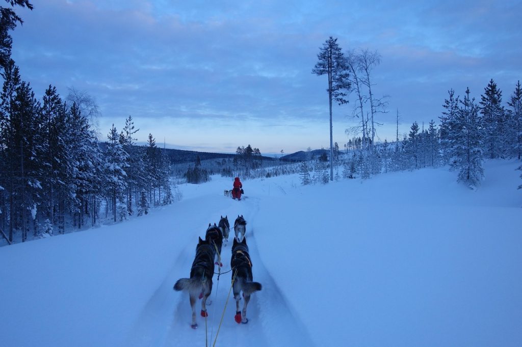 Traîneau à chiens traversant une forêt enneigée en Laponie sous un ciel bleu pâle
